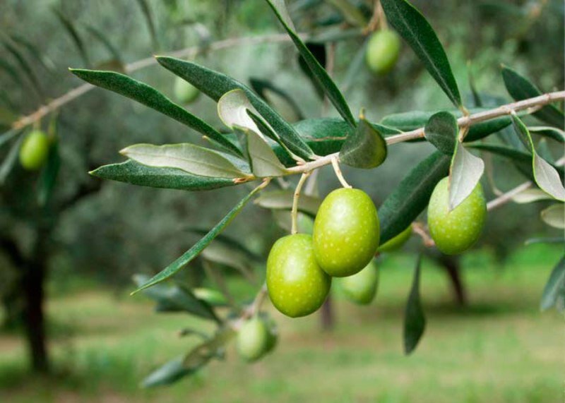 Zeytin yaprağının faydaları